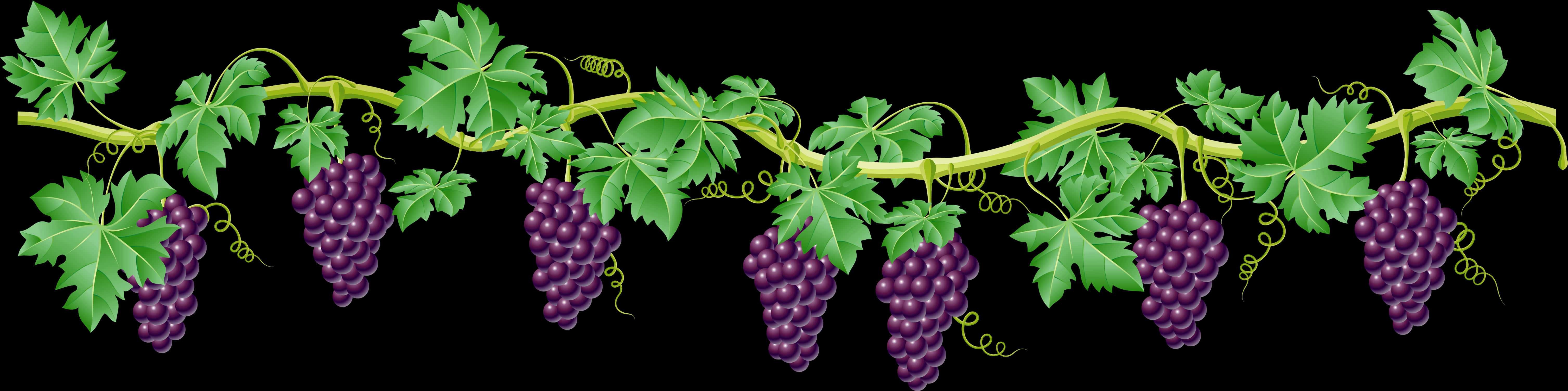 Grapevine Border Design PNG image