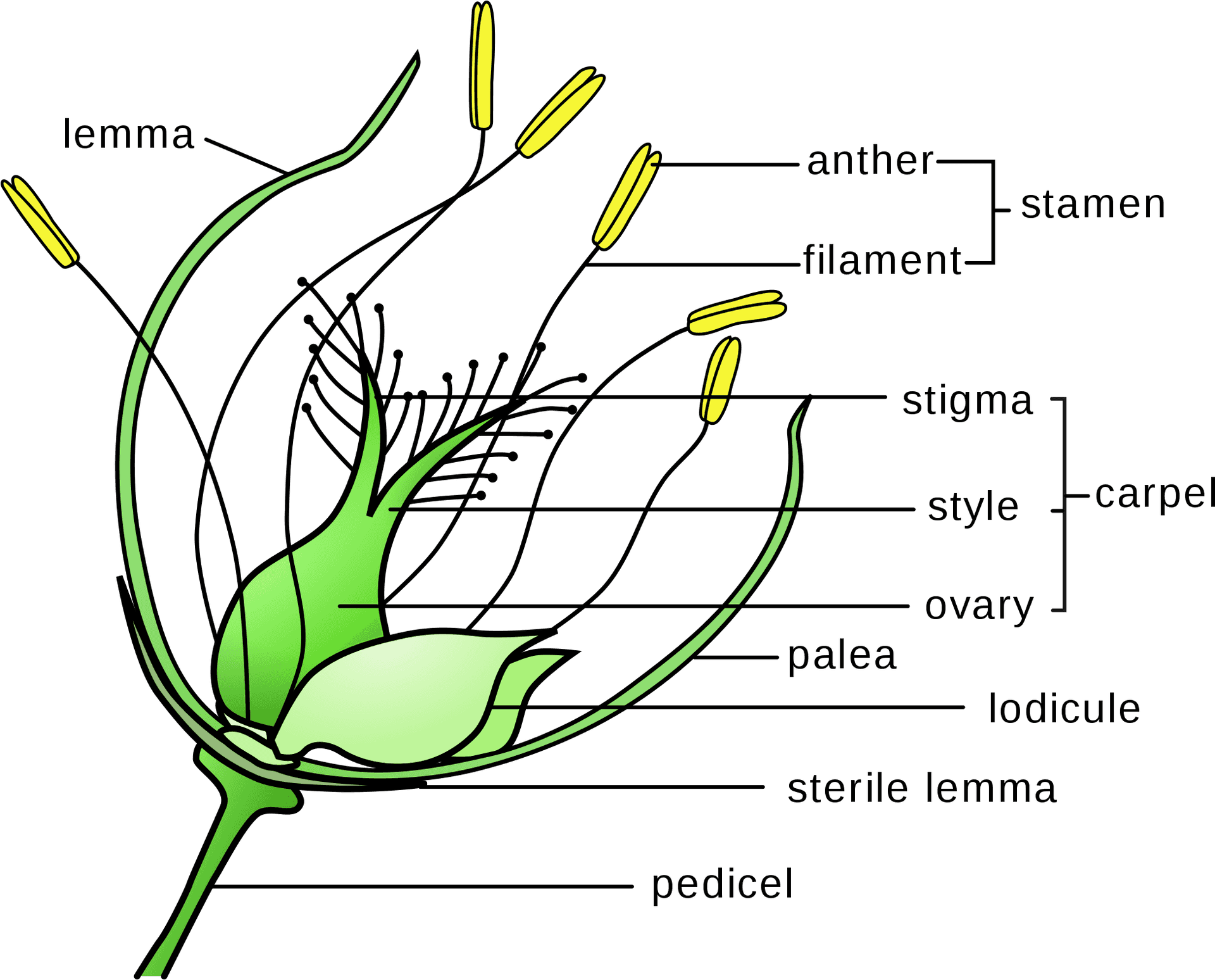 Grass Flower Anatomy Diagram PNG image