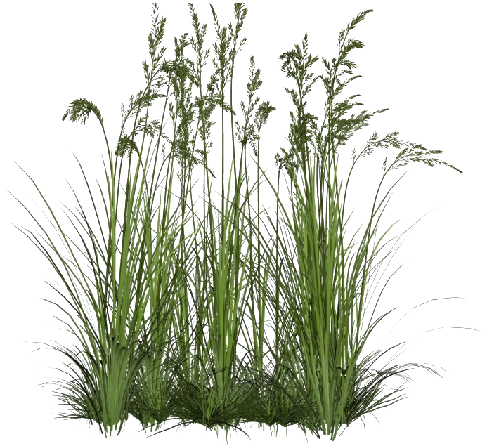 Grass Flower Clusters.png PNG image