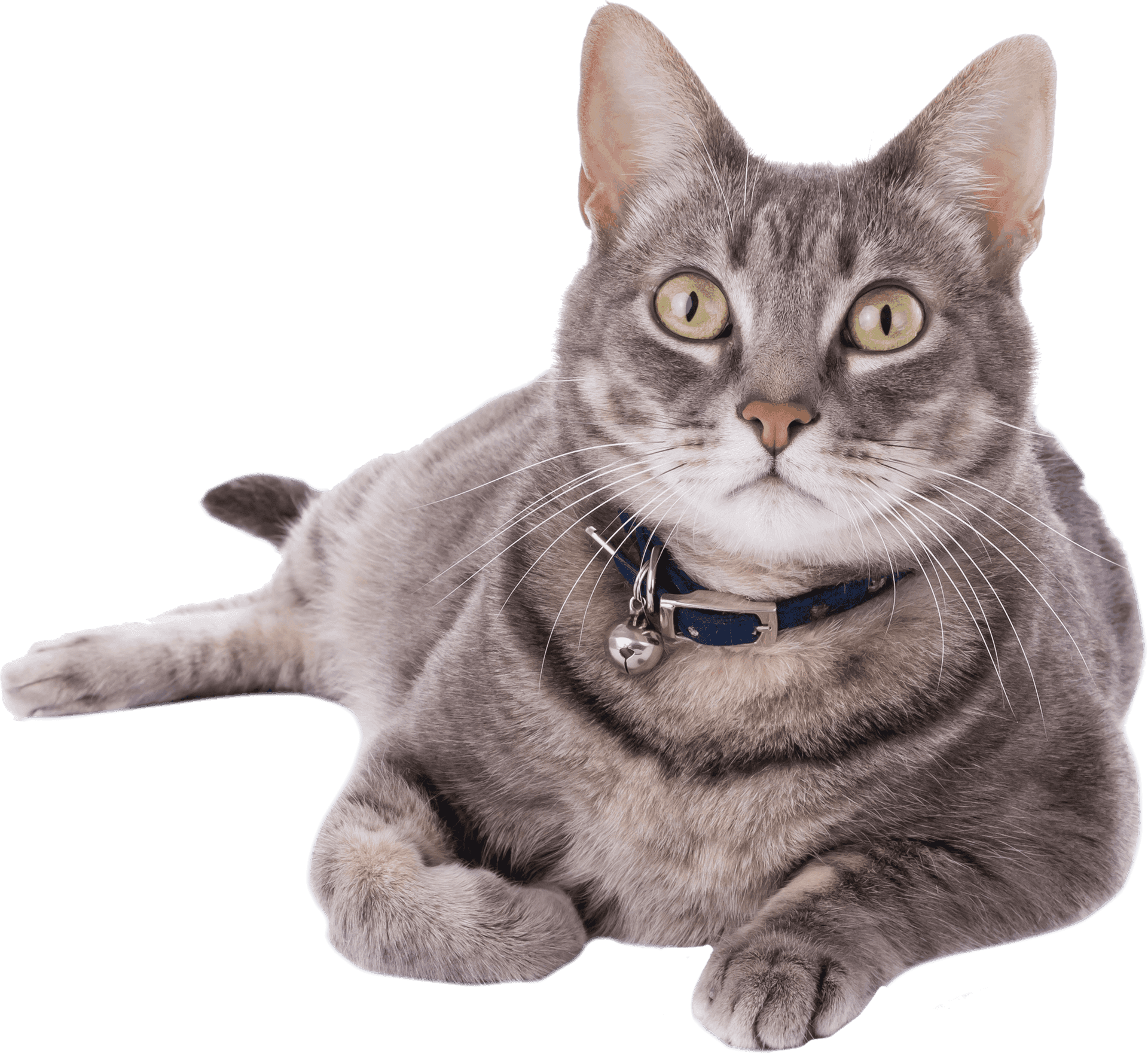 Gray Tabby Cat Blue Collar PNG image