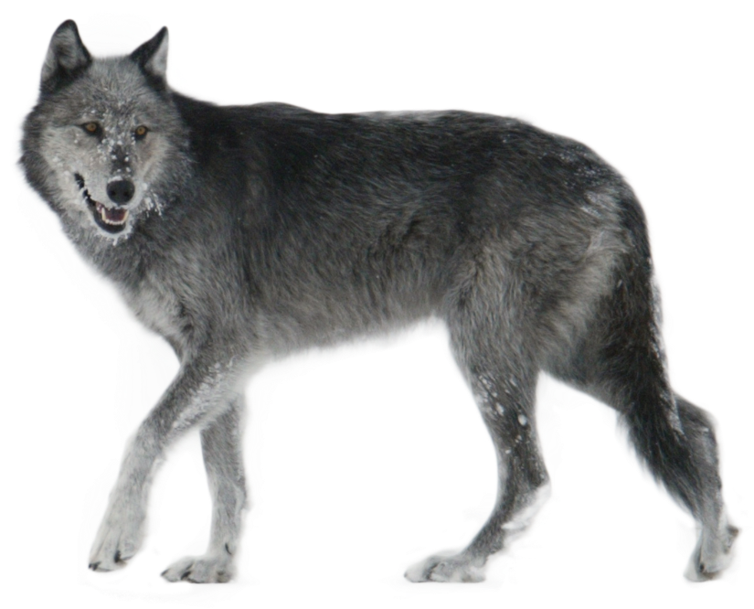 Gray Wolf Yellowstone National Park PNG image