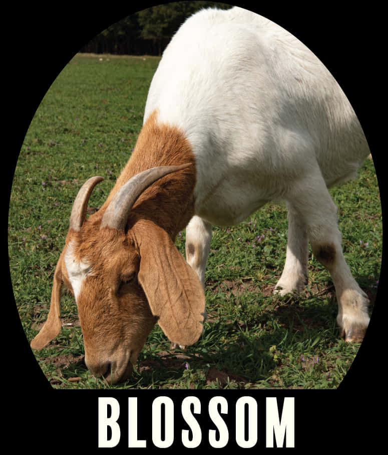 Grazing Goat Named Blossom PNG image