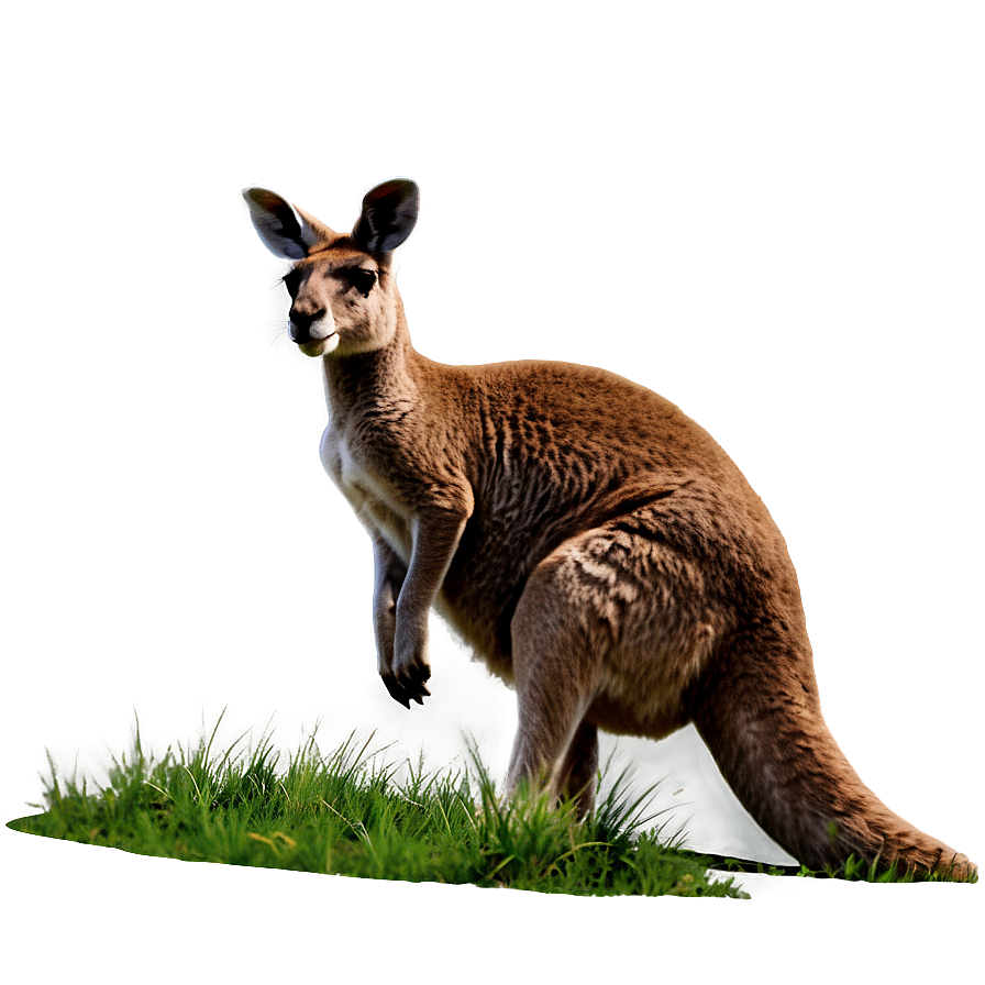 Grazing Kangaroo Png 05212024 PNG image