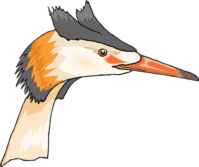 Great Crested Grebe Illustration PNG image