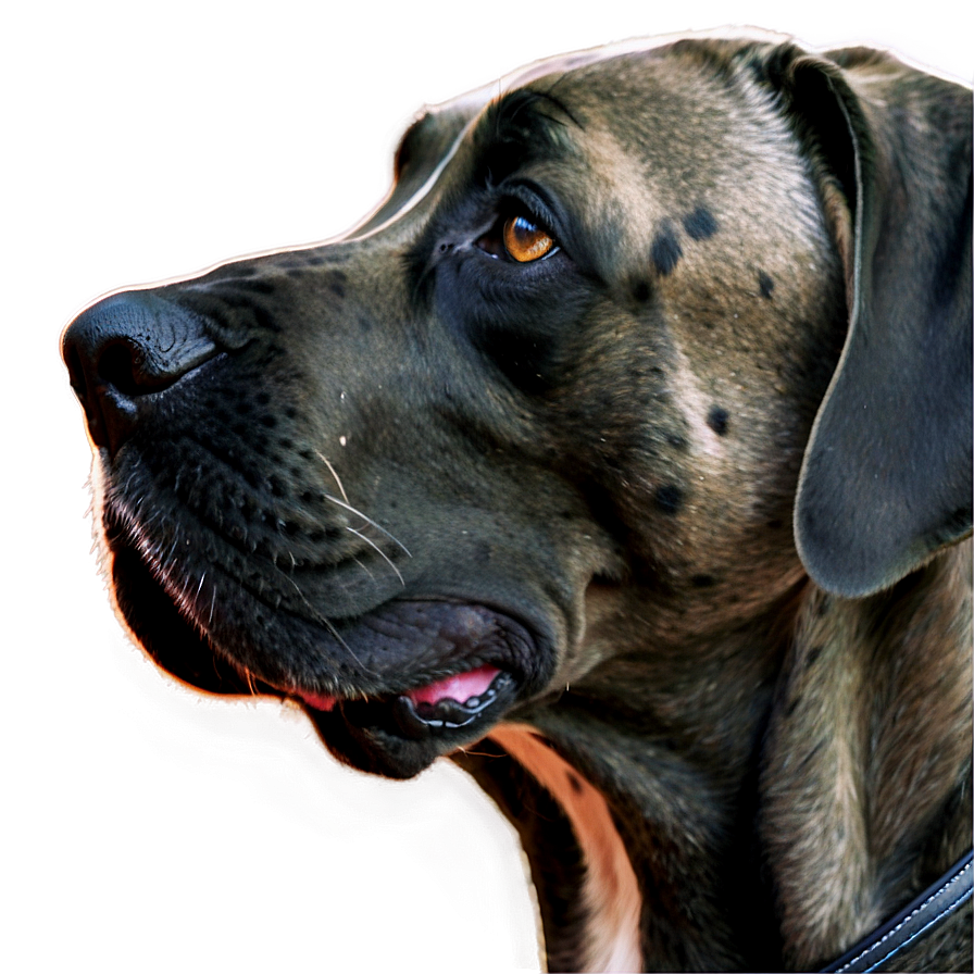 Great Dane Close-up Png 06212024 PNG image