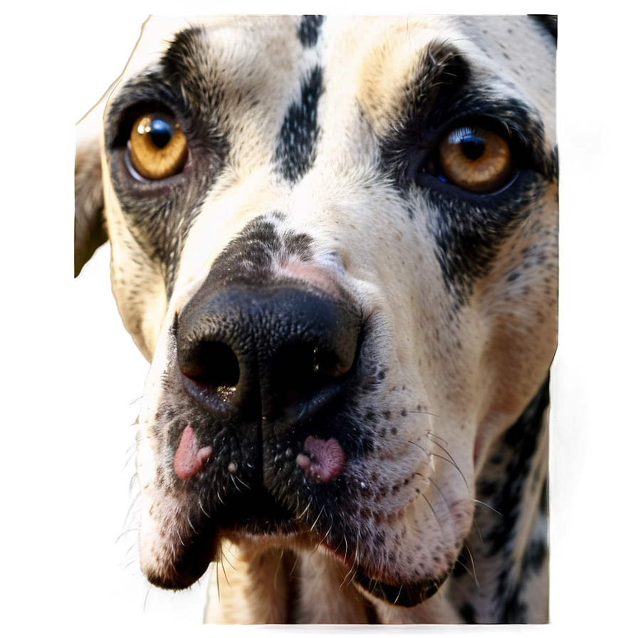 Great Dane Close-up Png Nnu60 PNG image