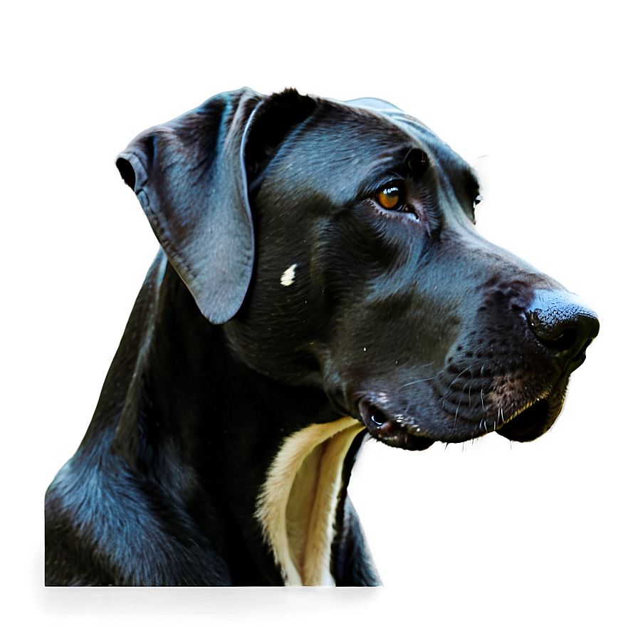 Great Dane Head Tilt Png Txv20 PNG image