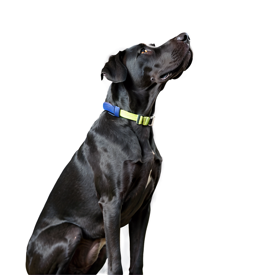 Great Dane Looking Up Png 40 PNG image