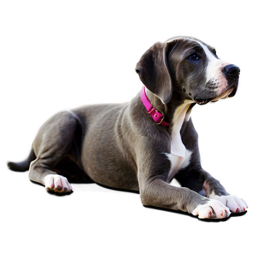 Great Dane Puppy Png Fuu PNG image