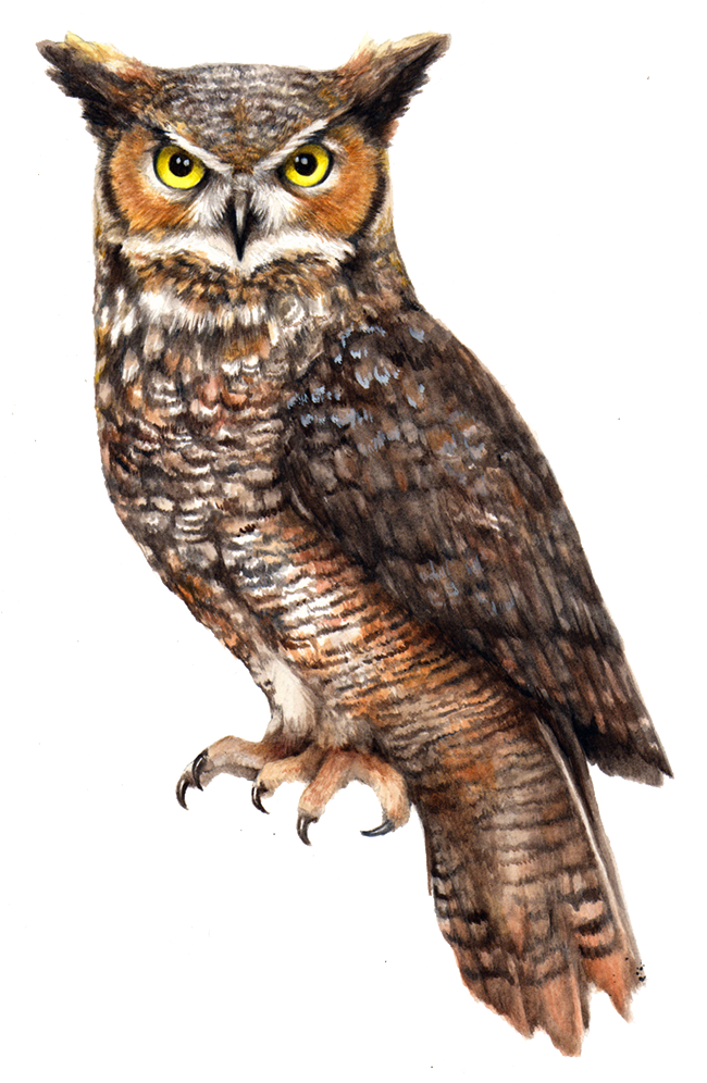 Great Horned Owl Illustration PNG image