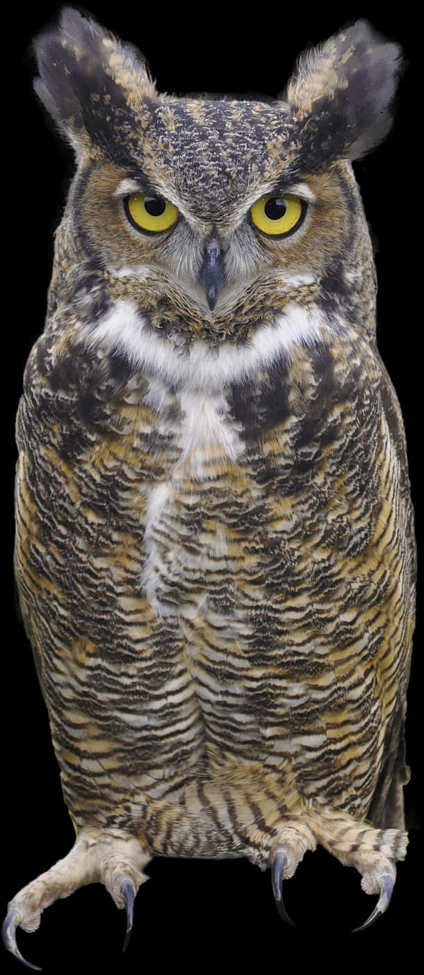Great Horned Owl Portrait PNG image