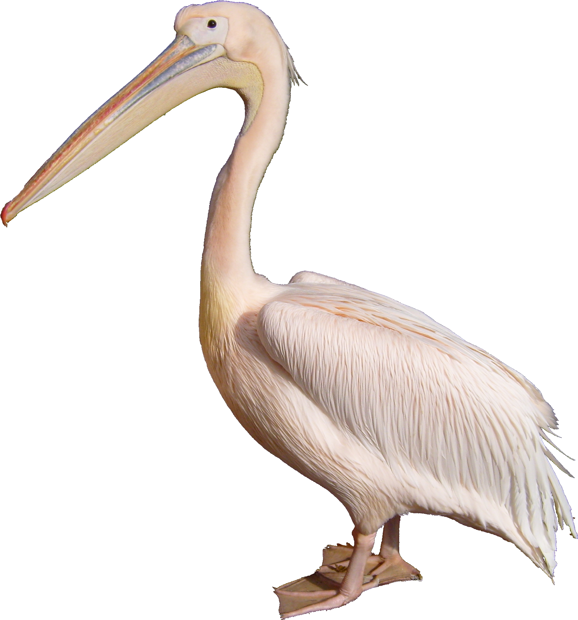 Great White Pelican Standing PNG image