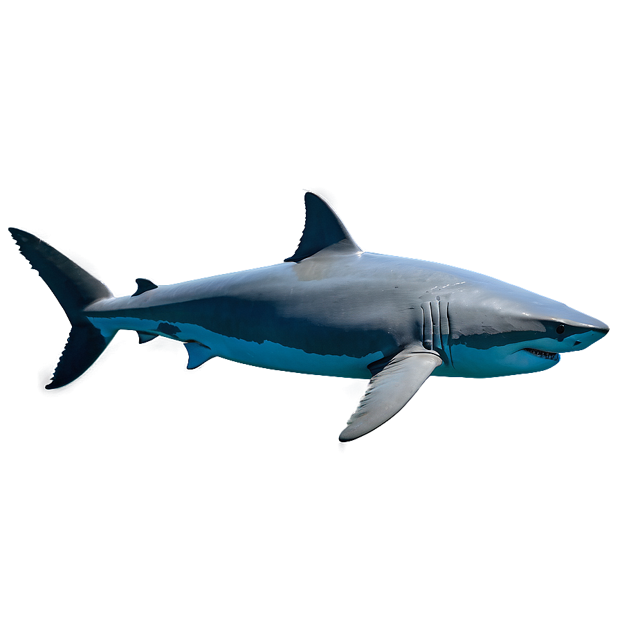 Great White Shark Conservation Png 3 PNG image