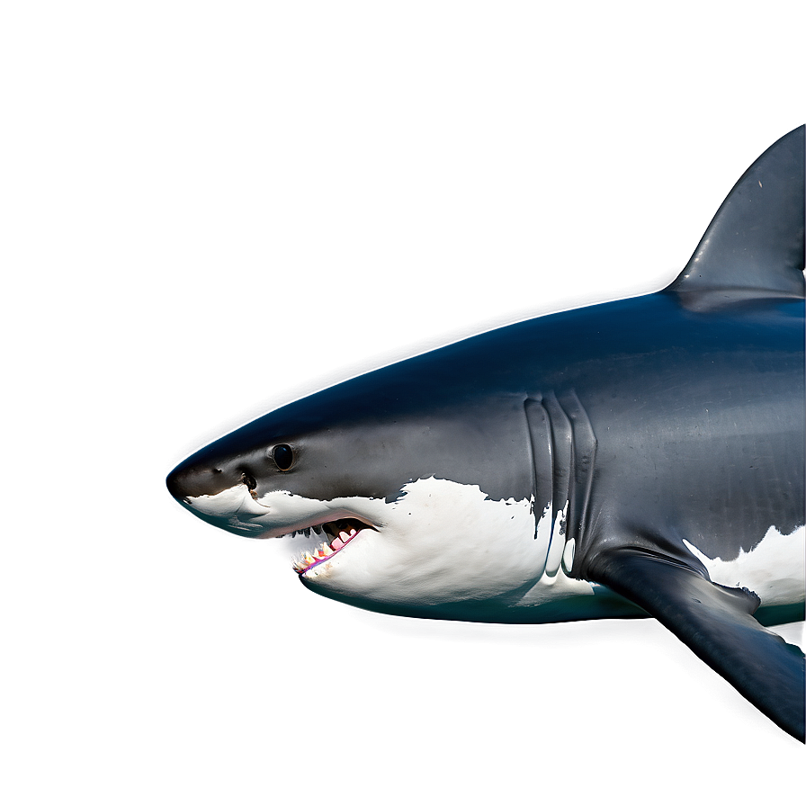 Great White Shark Side View Png Aiw98 PNG image