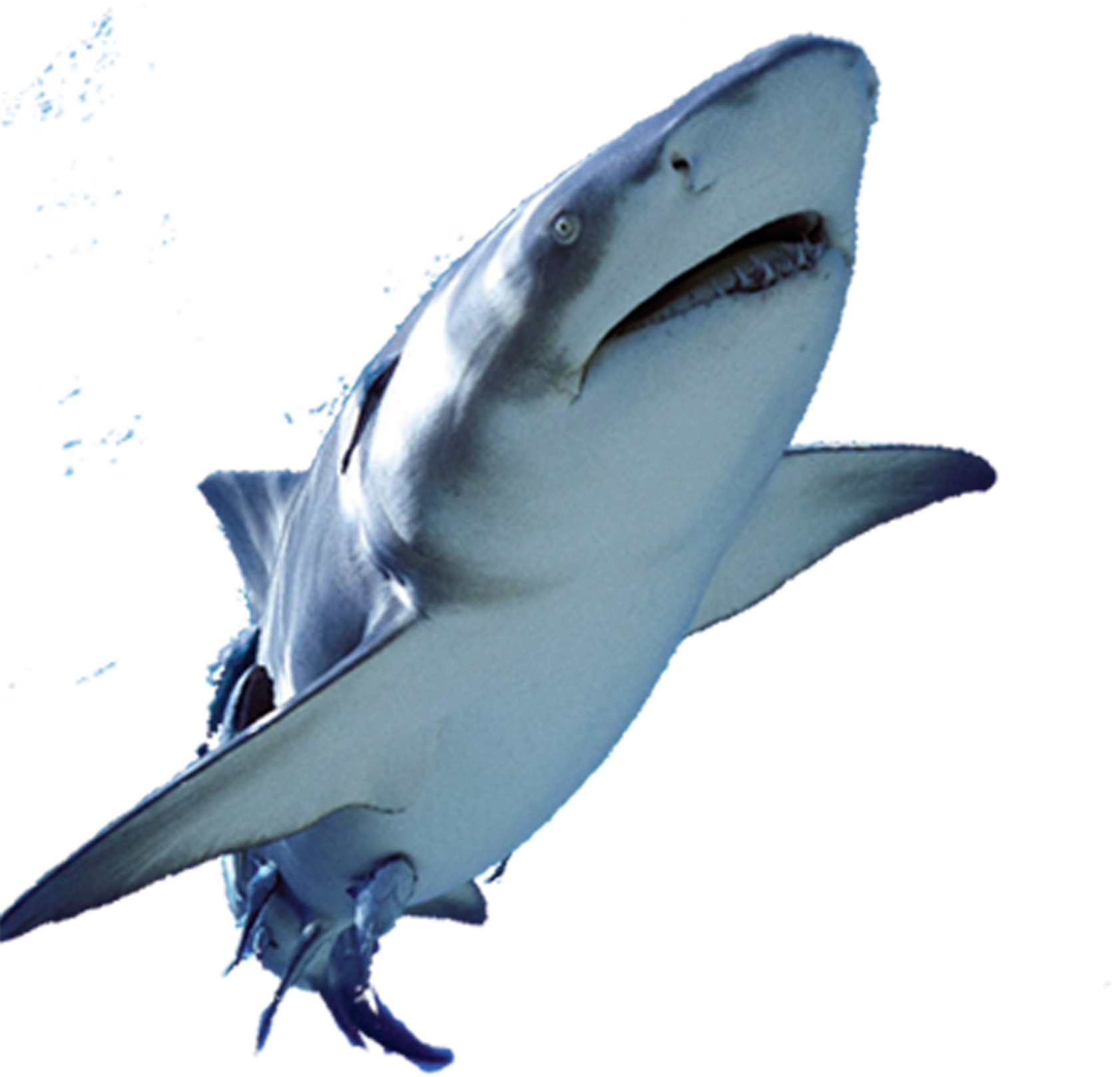 Great_ White_ Shark_ Swimming PNG image