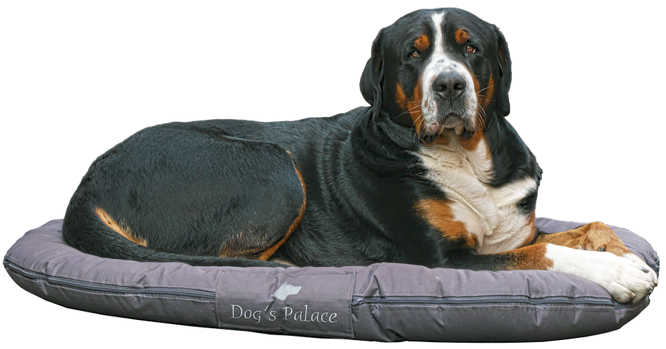 Greater_ Swiss_ Mountain_ Dog_on_ Bed PNG image