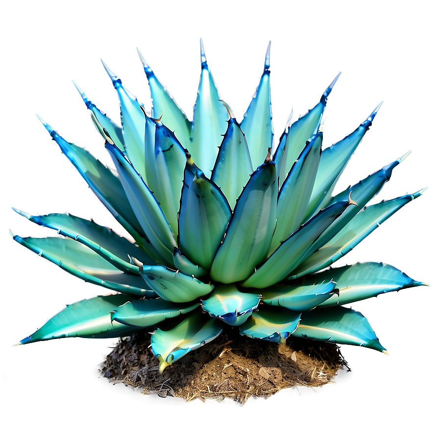 Green Agave Plant Png 06282024 PNG image