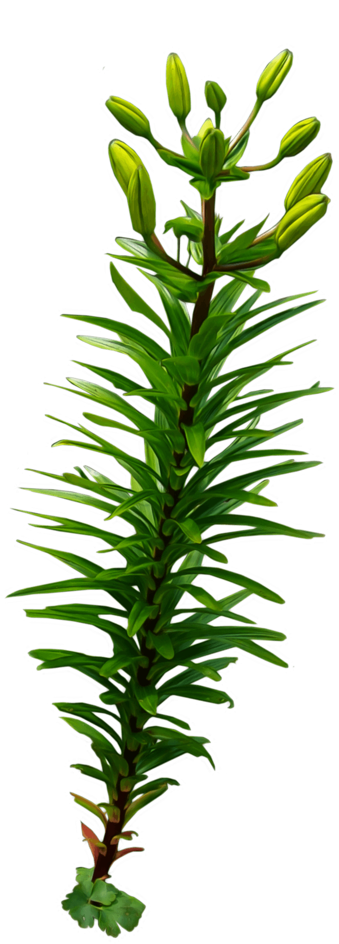 Green Aquatic Plant Budding PNG image