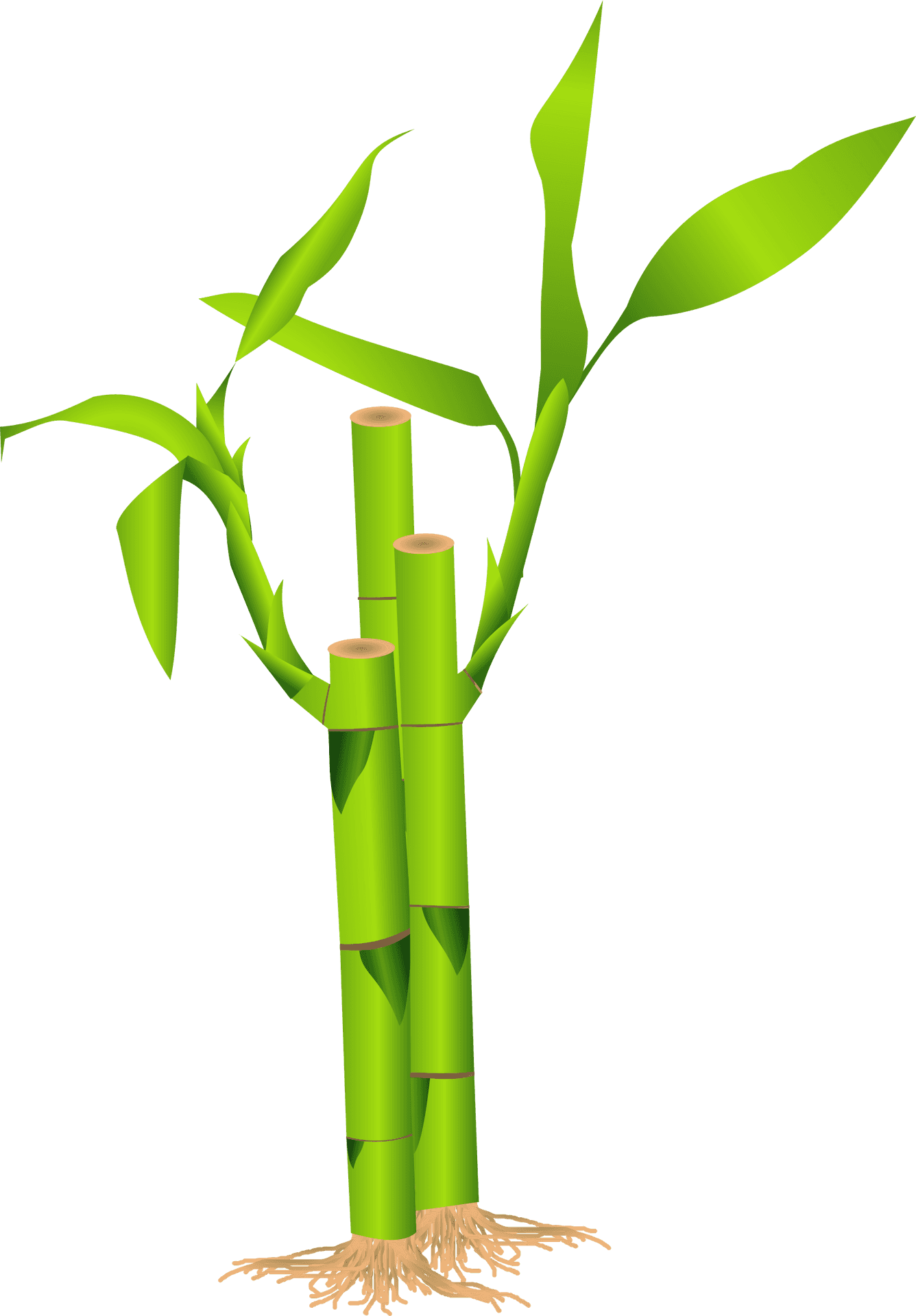 Green Bamboo Graphic PNG image