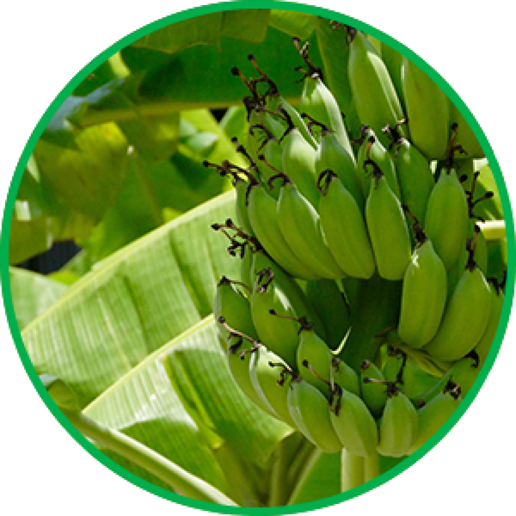 Green Banana Bunch Growth PNG image