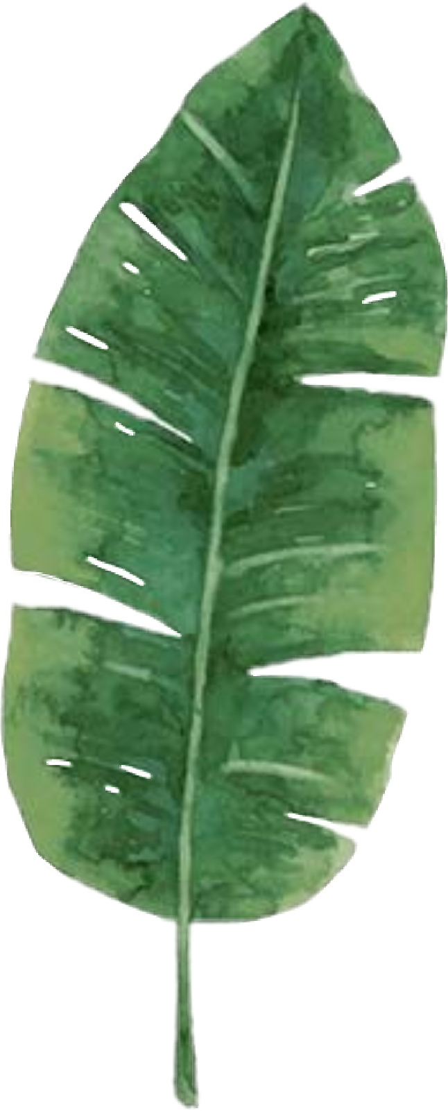 Green Banana Leaf Illustration PNG image