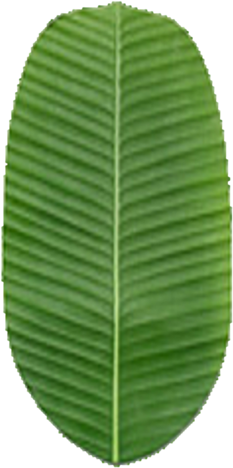 Green Banana Leaf Texture PNG image