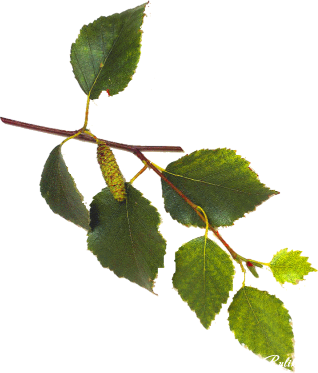 Green Birch Leaves Branch PNG image