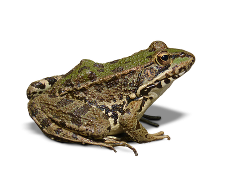 Green Brown Frog Black Background PNG image