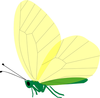 Green Butterfly Illustration PNG image