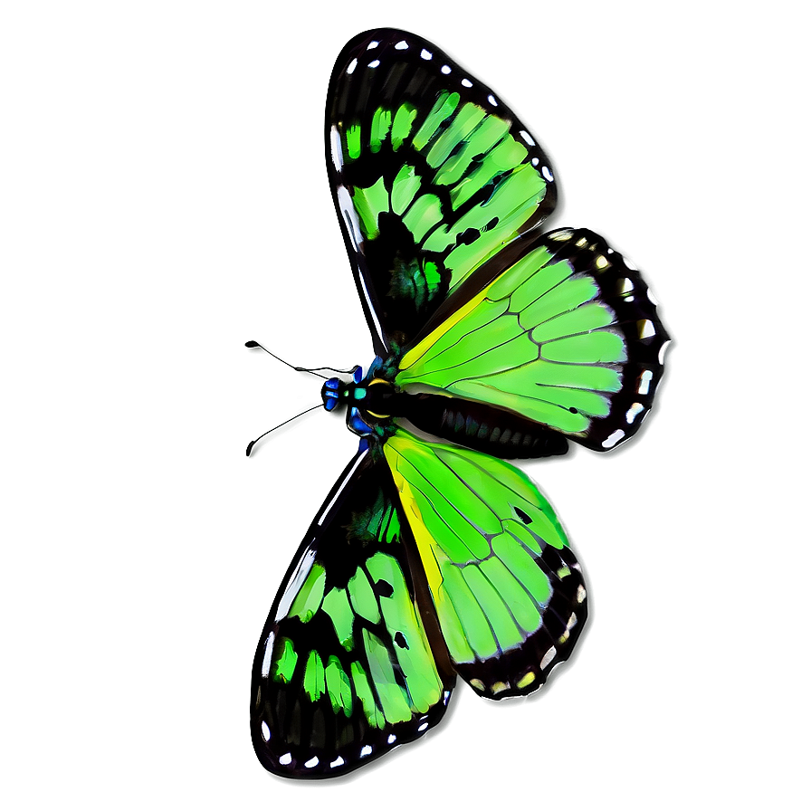 Green Butterfly With Open Wings Png 06202024 PNG image