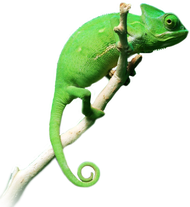 Green Chameleonon Branch.png PNG image