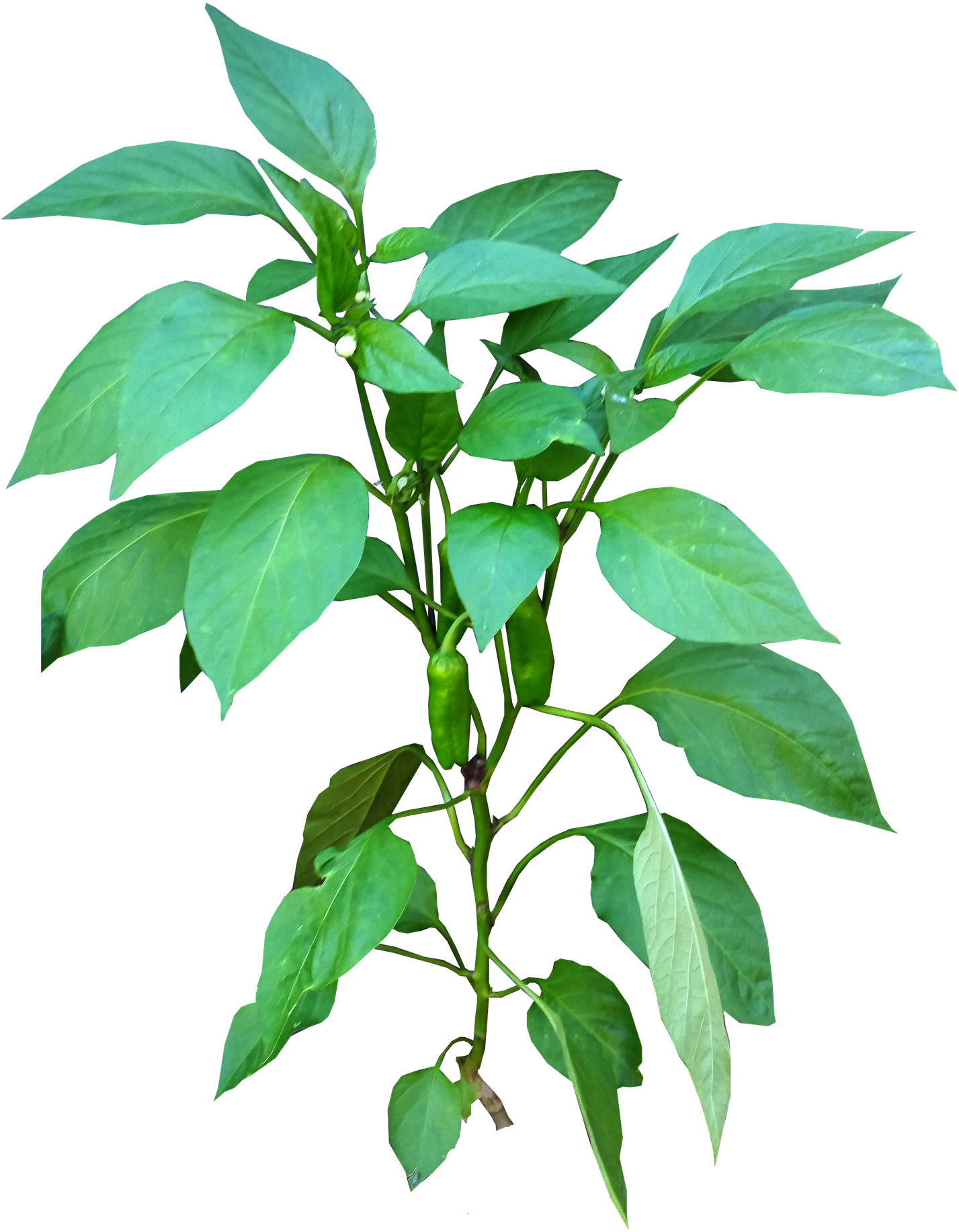 Green Chili Plant PNG image