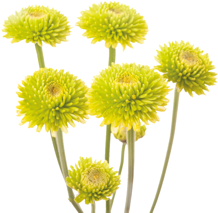 Green Chrysanthemums Transparent Background PNG image