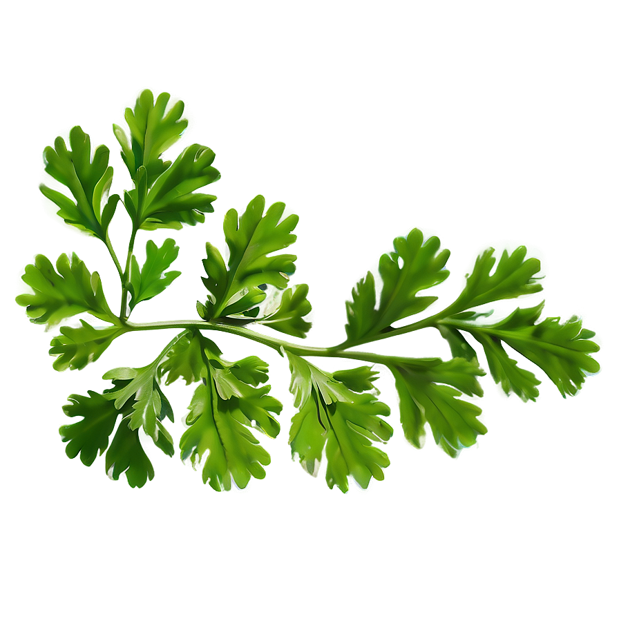 Green Cilantro Leaves Png Vaj11 PNG image