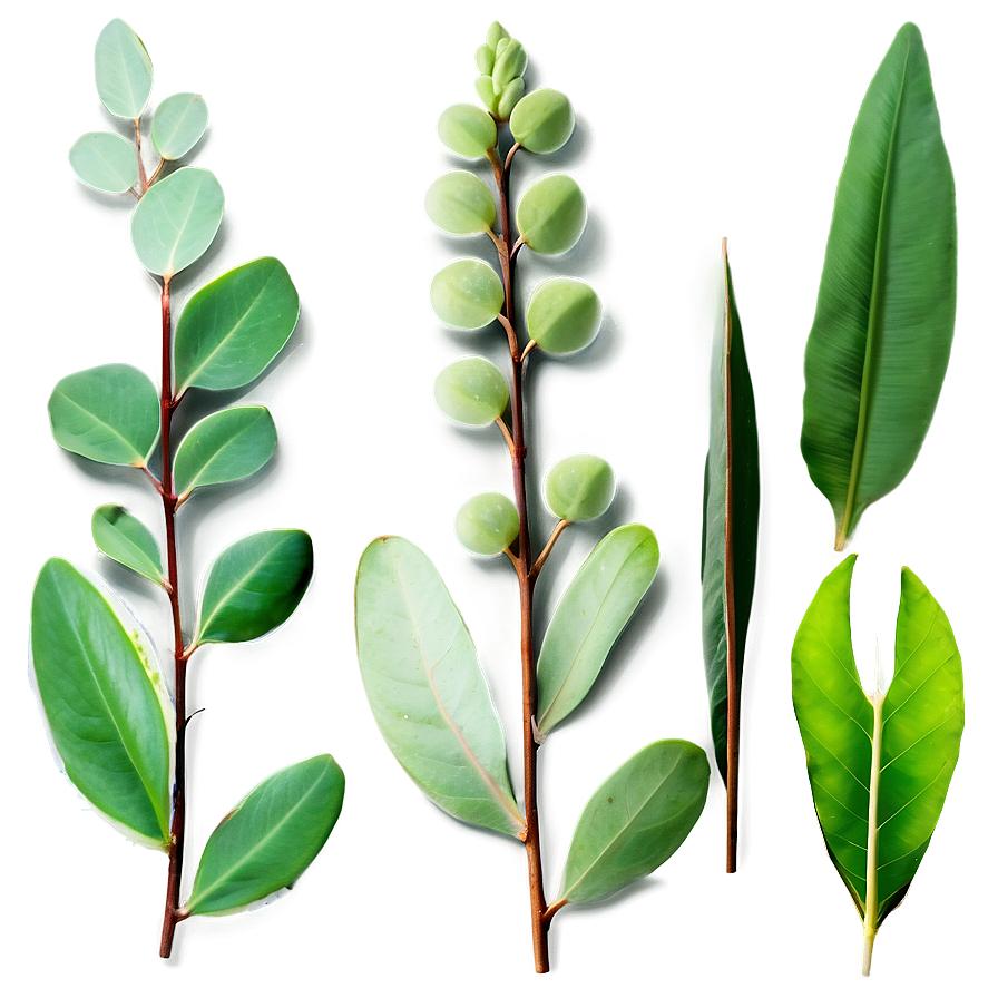 Green Eucalyptus Leaves Png 06272024 PNG image