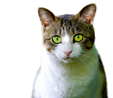 Green Eyed Tabby Cat Portrait PNG image