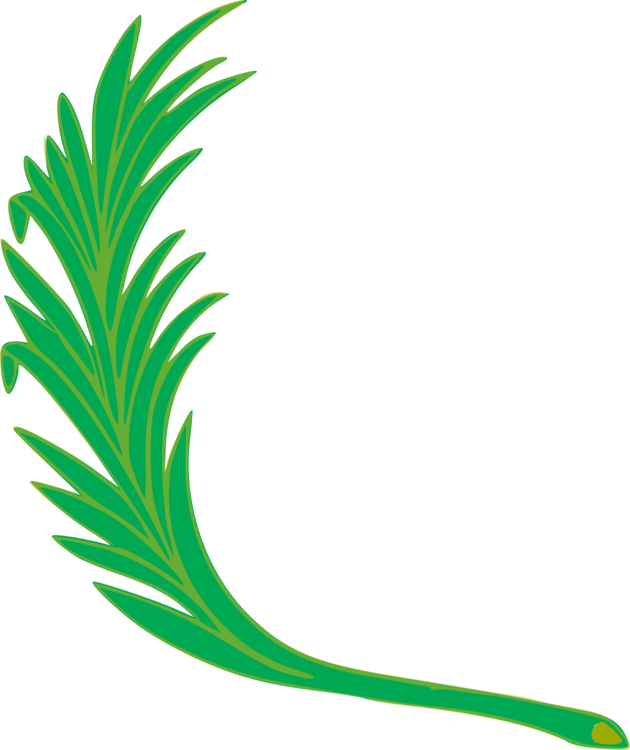 Green Feather Illustration PNG image