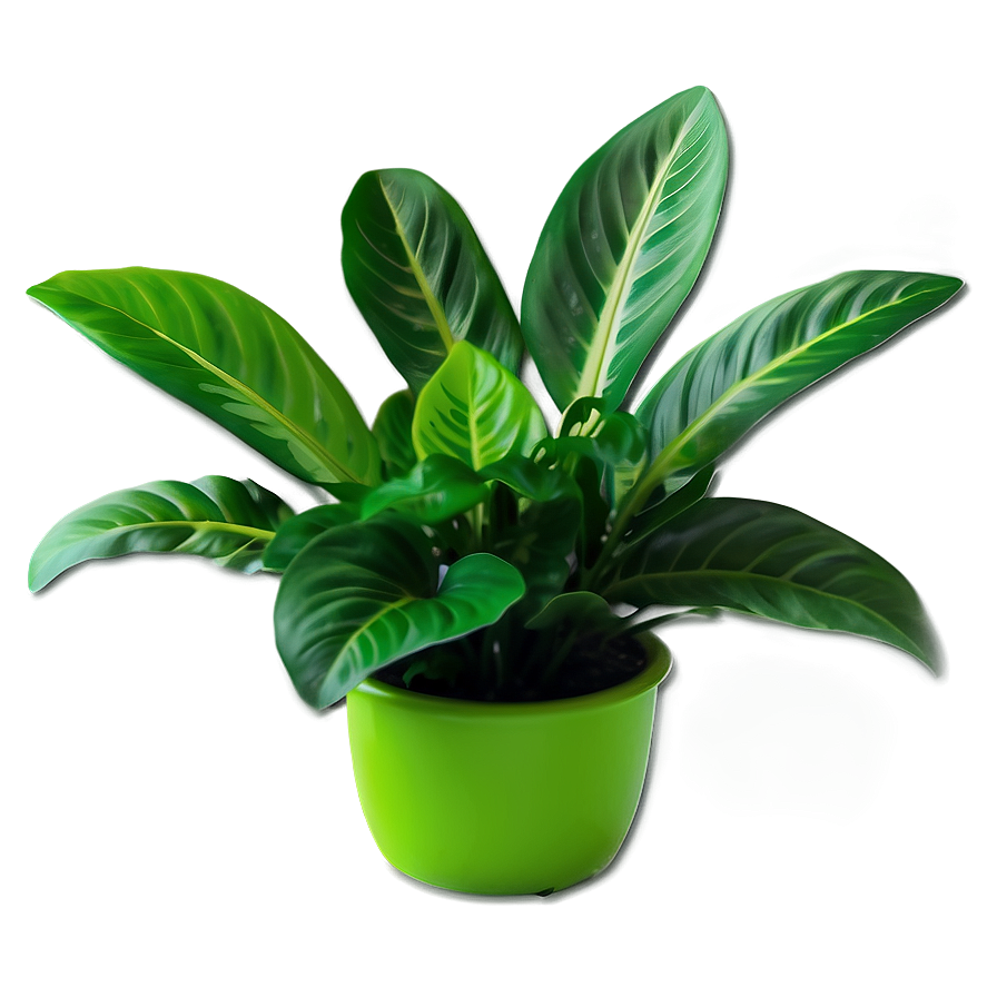 Green Floor Plant Png Jhf80 PNG image