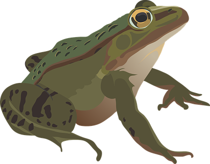 Green Frog Illustration PNG image