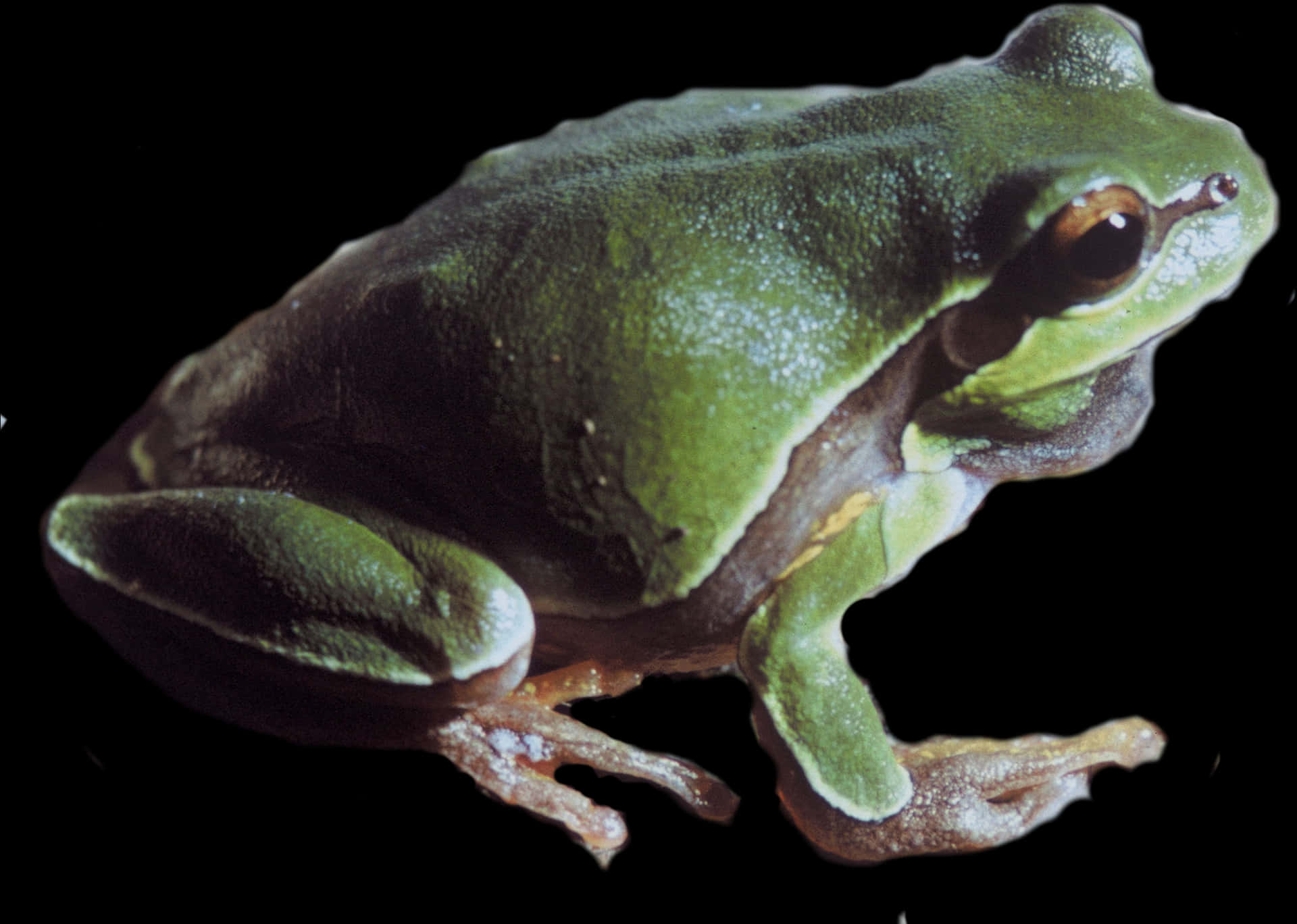 Green Frog Profile Black Background PNG image