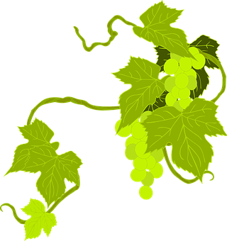Green Grapevine Illustration PNG image