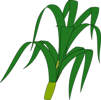 Green Grass Vector Illustration PNG image
