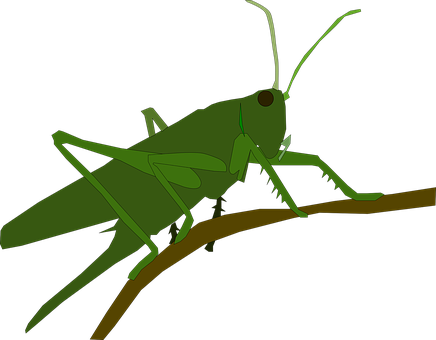 Green Grasshopper Vector Illustration PNG image