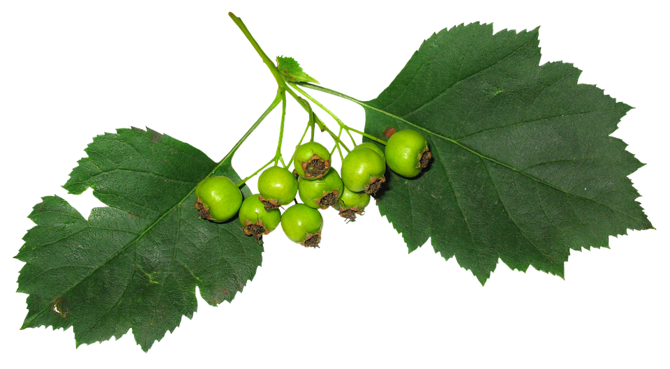 Green Hawthorn Berriesand Leaves PNG image