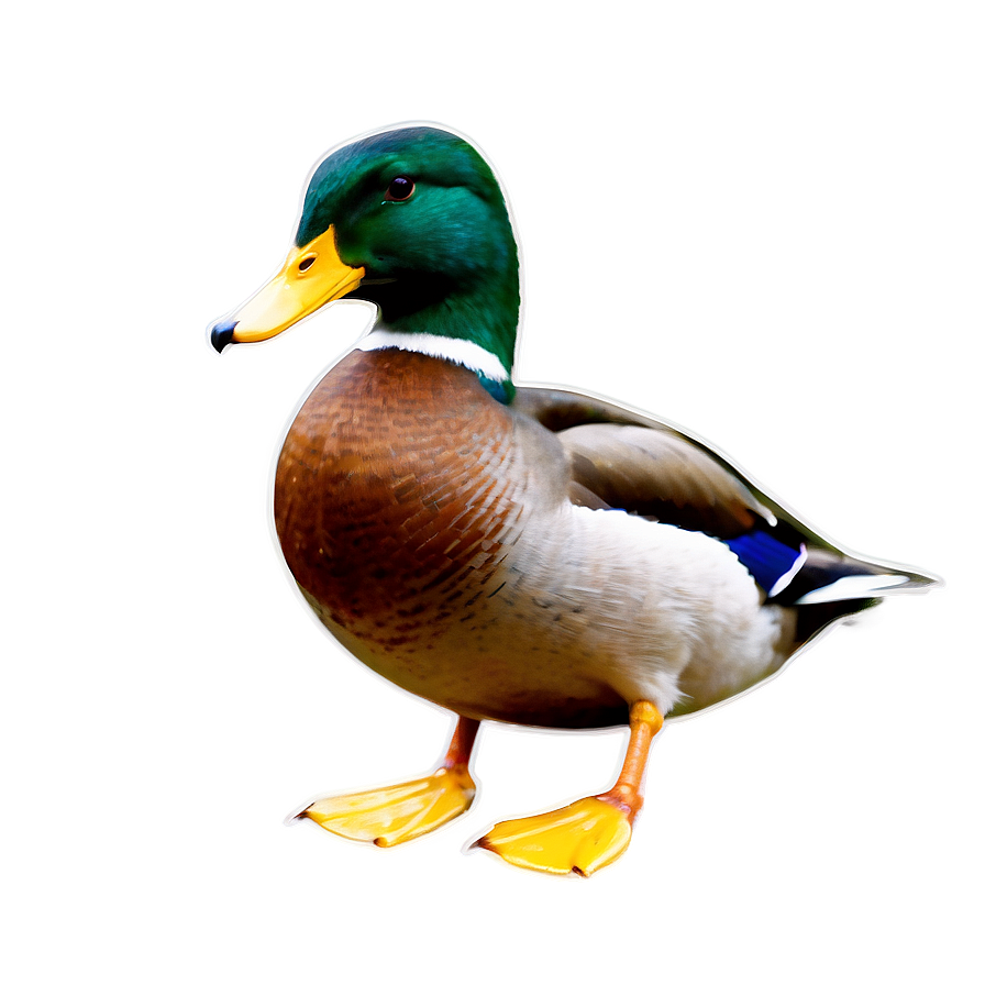 Green Head Mallard Duck Png 72 PNG image