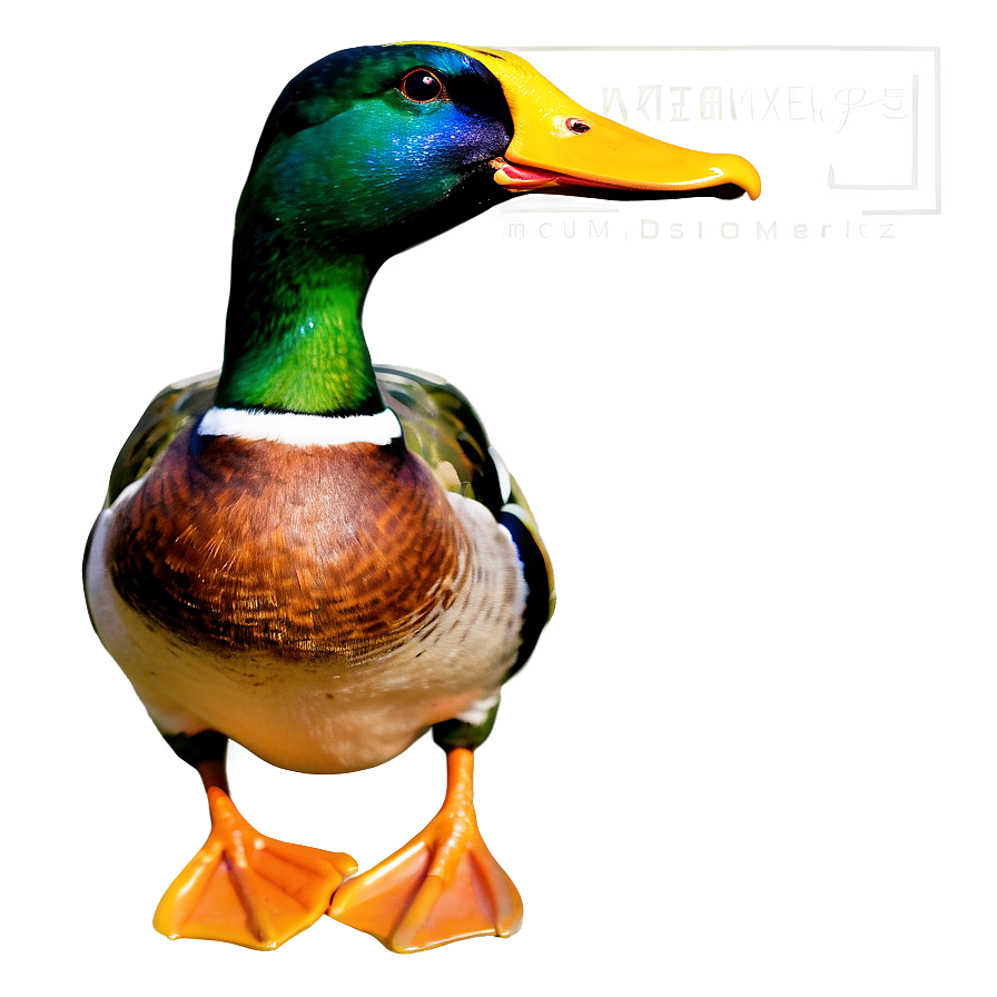 Green Head Mallard Duck Png Tkb PNG image