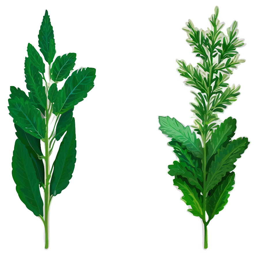 Green Herb Png Yug PNG image