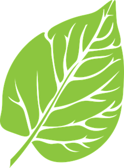 Green Leaf Graphic PNG image