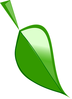 Green Leaf Graphic PNG image