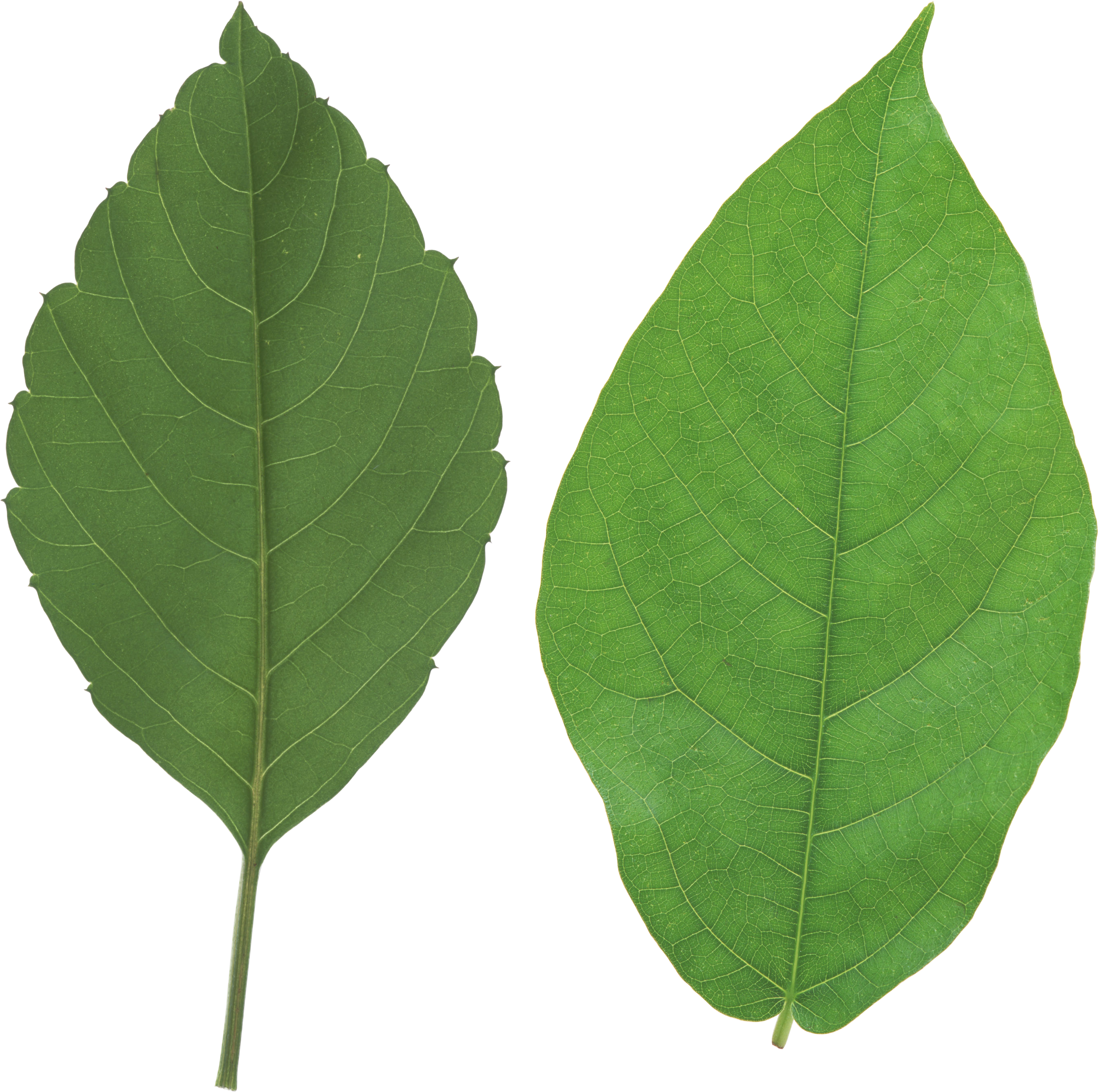 Green Leaf Pair Transparent Background PNG image